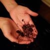250 Red Wiggler Earthworms, Organic and Sustainably Raised - Fast Live Delivery Guaranteed!!! - Vermicomposting - Eisenia Fetida -