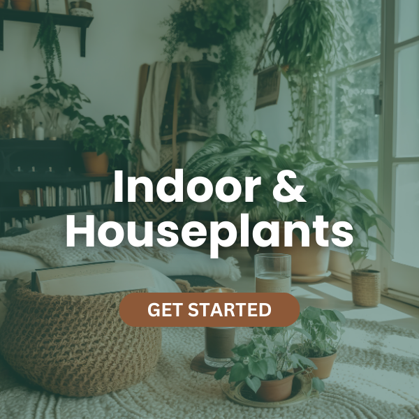 indoor houseplants elm dirt